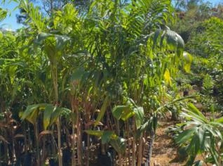 Palmeira Carpentaria - Unidades Limitadas