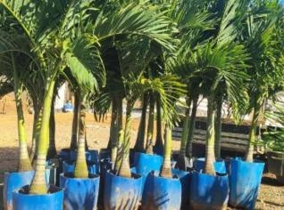 Palmeira Veitchia Adultas para Paisagismo