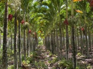 Palmeira Veitchia Adulta - Entrega em Todo Brasil