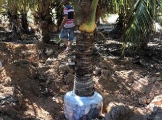 Coqueiro Anão Adulto Produzindo Coco Verde
