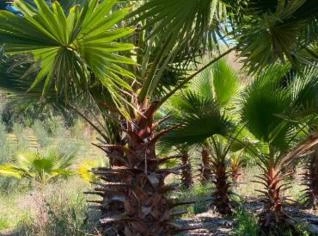 Mudas de Palmeira Washingtônia para Paisagismo