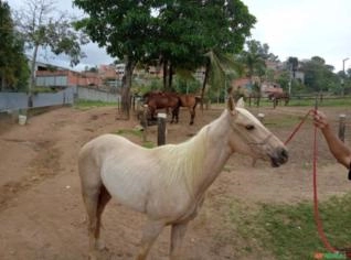 Potro Quarto de Milha para Vaquejada, Puro Sangue