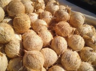 Coco Seco Hídrico e Seco - 1kg