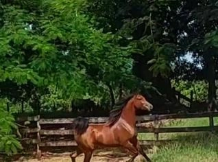 Potros Árabes à Venda