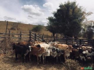 Bezerros e Bezerras Nelore e Cruzados - Lote em MG