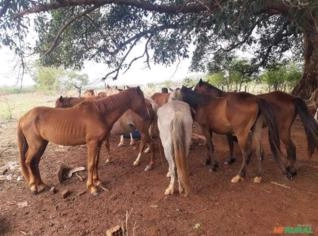 Tropa de Cavalos em Ibitinga - SP