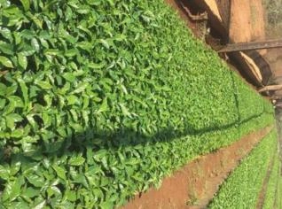 Mudas de Café Certificadas para Venda em Altinópolis