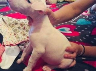 Bull Terrier Disponível - Rio de Janeiro