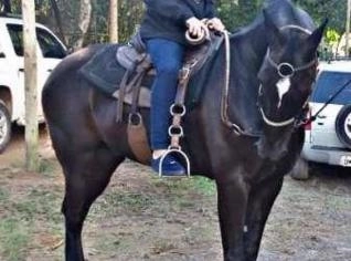 Cavalo Mangalarga Marchador Preto, Manso e Domado