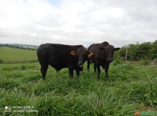 Touro Brangus 36 meses adaptado a pasto - MG