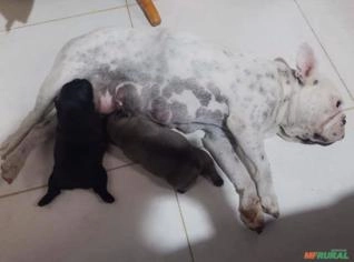 Filhote Bulldog Francês com Pedigree - Macho e Fêmea