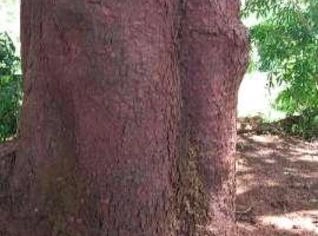 Lenha de Eucalipto em Pérola - PR