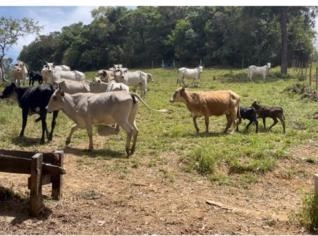 Venda de 23 Vacas Prenhas em Cunha - SP