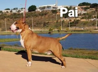 Filhotes Bullterrier com Pedigree - Brasília DF