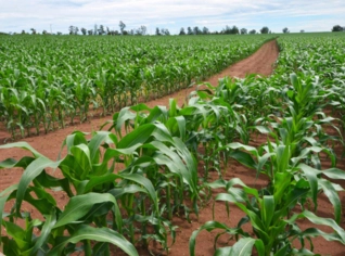 Fazenda 1000ha com Irrigação e Gás Natural em Corinto/MG