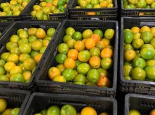 Laranja fresca: Pera, Hamlin, Ponkan e mais