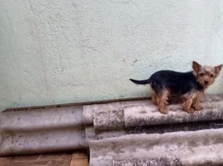 Yorkshire com Pedigree à Venda - Carinhoso e Amigo