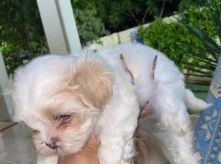 Filhote de Shih Tzu à Venda - Lindo e Saudável