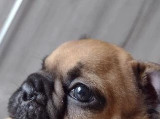 Buldogue Francês Macho com Vacina V8 e Pedigree CBKC