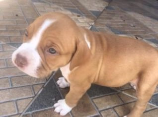 Filhotes de Pitbull à Venda - Machos e Fêmea Branca