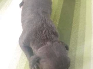 Pit Monster Fêmea Blue com Pedigree