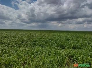 Fazenda de Soja Produtiva em Bahia - 4 mil ha