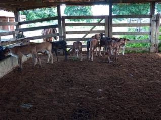 Rebanho Completo com 48 Vacas Girolando e Touro Nelore