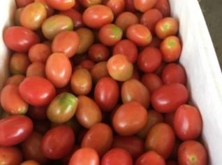 Tomate Grape - Caixa 20kg