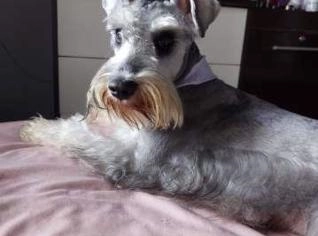 Filhote de Schnauzer Macho - Vacinado e Desvermifugado