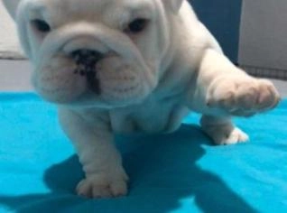 Filhotes Brancos de Bulldog Inglês de Linhagem Campeã