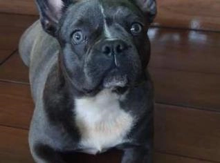 Bulldog Francês Fêmea Blue, 9 meses, dócil e vacinada