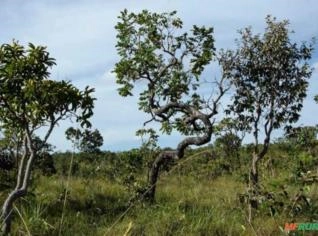 Área de Reserva Legal no Bioma Cerrado - 3550 ha