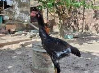 Casal de Índio Gigante - 6 meses