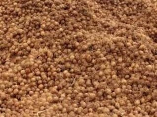 Semente de Açaí para Uso Medicinal e Industrial
