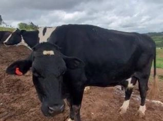 Vacas Cruzadas em Lactação, Prenhes - Boa Produção