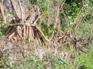 Macaxeira Branca à venda - qualidade e frescor