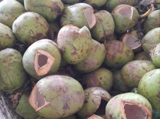 Casca de Coco Verde para Venda em Campinas