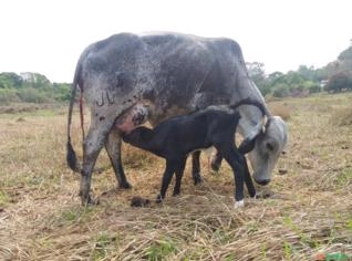 Vacas Gir Leiteiro com Bezerro - 1ª Lactação