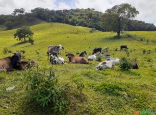 Garrote de Boa Genética à Venda