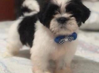 Filhote de Shitzu com Pedigree e Vacinas