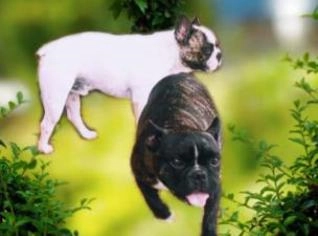 Filhote Bulldog Francês Macho - Entrega RS