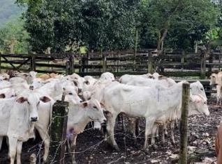 Vacas e Novilhas de Corte com Prenhez Confirmada