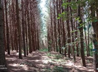 Procuro Floresta de Pinos Eliot para Extração