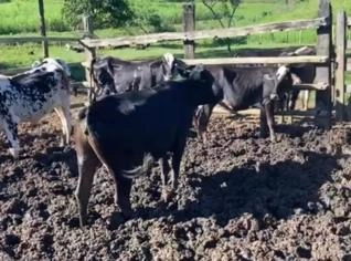 Novilhas Girolando 2-3 anos para produção leiteira