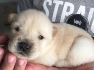 Filhotes de Chow Chow com Linhagem de Família