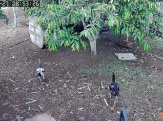 Índio Gigante de Alto Padrão em Inhumas - Frango Gigante