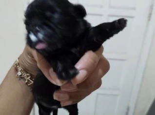 Filhotes de Shih Tzu - Fêmea e Macho Disponíveis