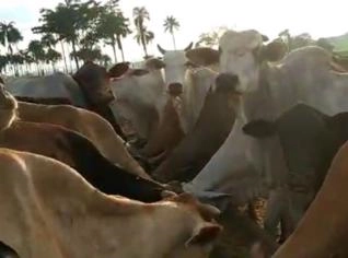 Lote com 100 Vacas Senepol - Ótimo Preço