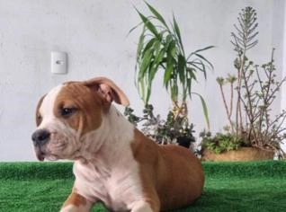 Filhote de Amstaff com Pedigree CBKC - Vacinado