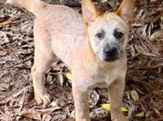 Filhotes Boiadeiro Australiano de Linhagem Premium